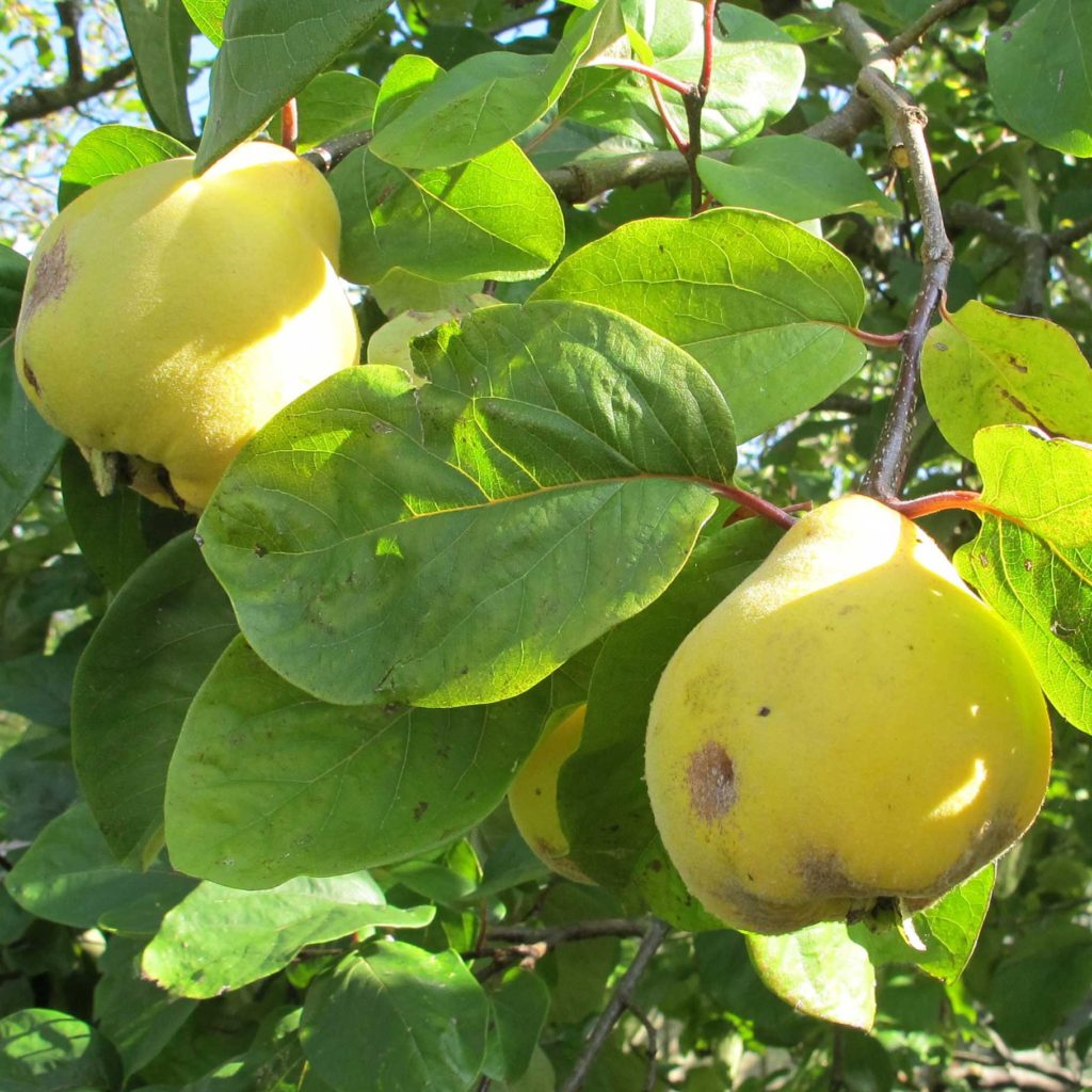 MEECHES PROLIFIC (QUINCE) - Wolvercote Tree Group