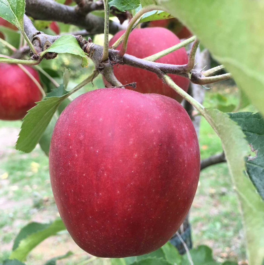 ADAMS' APPLE - Wolvercote Tree Group